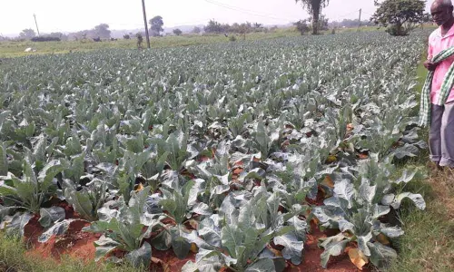 Kavvaguda, a veggie hub untouched by land sharks