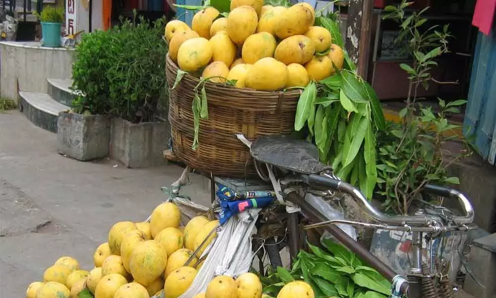 Benishan variety of Indian mangoes from Kollapur region