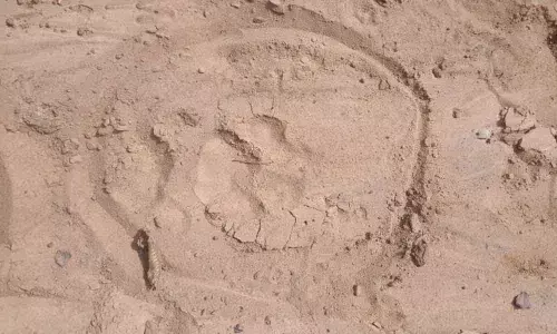 Pugmarks found at a forest location between Gummallapally and Veerapur under kataram mandal in Jayashankar-Bhupalpally district on Tuesday