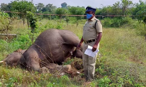The carcass of elephant in a field at Vepanapalli village in Bangarupalem mandal in Chittoor district