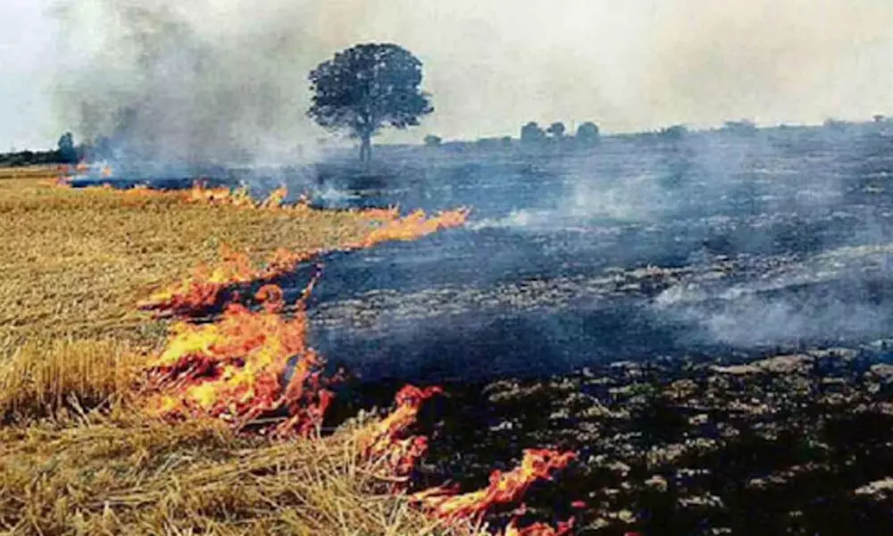 Farmer dies while burning paddy stubble in Jagtial