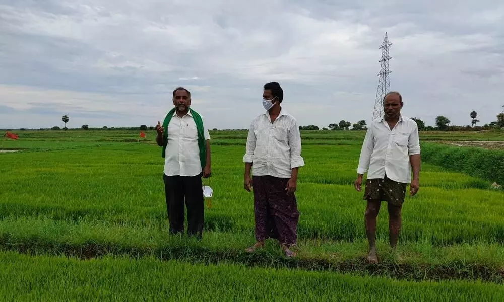 Farmers cultivating paddy in their fields