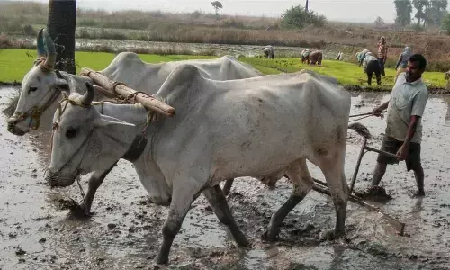 Farmers preparing narumadi at Katakshapur in Warangal district