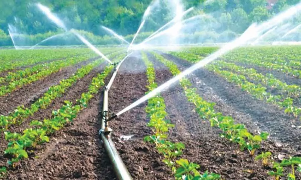 Micro irrigation scheme gets no funds