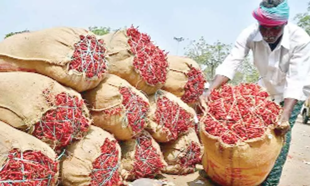 Red chillis stocks at Guntur Mirchi Yard (file photo)