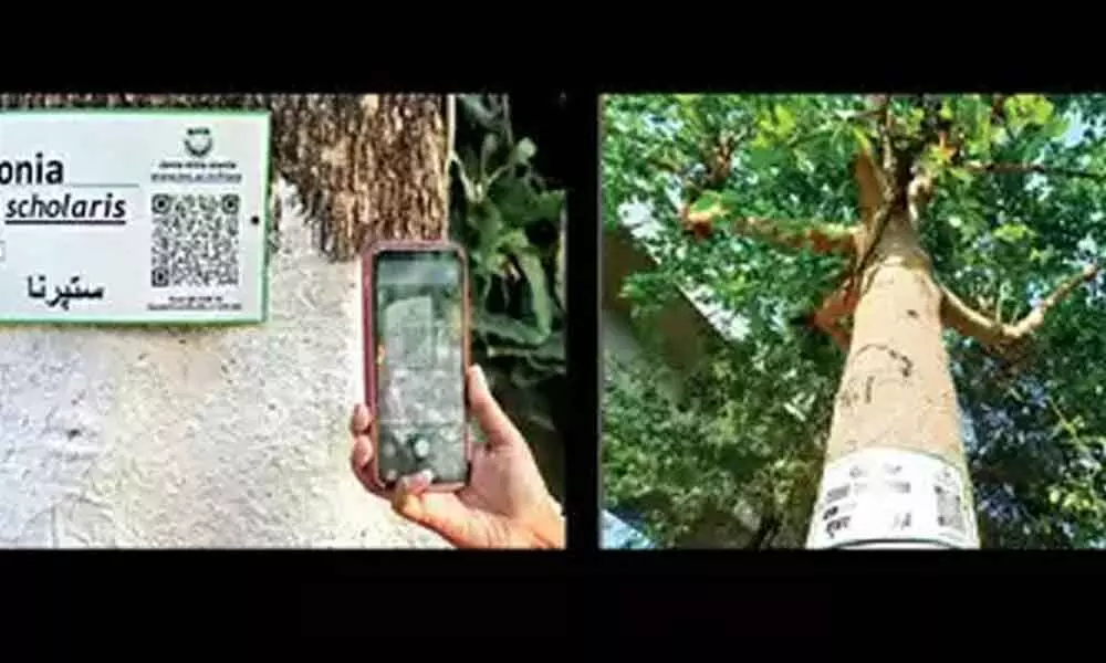 The QR codes provide information such as which country or place a tree is a native of, whether it is a medicinal, avenue or ornamental tree, etc