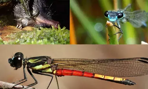 Wetlands decline spells doom for dragonflies