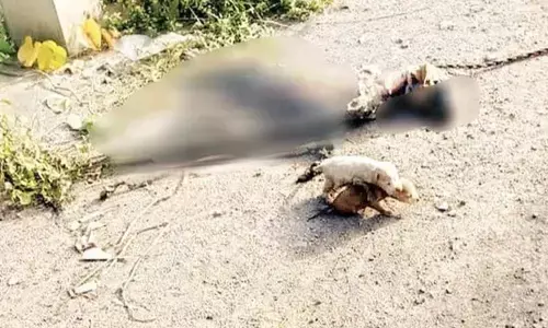 Puppies seen near the body of dog on the outskirts of Pasurapadu village in Gospadu mandal of Nandyal division