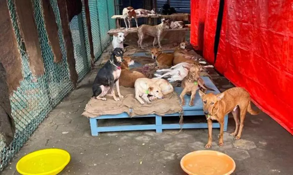 The Madras High Court Has Ordered The Release Of 22 Stray Dogs From The IIT-M Campus