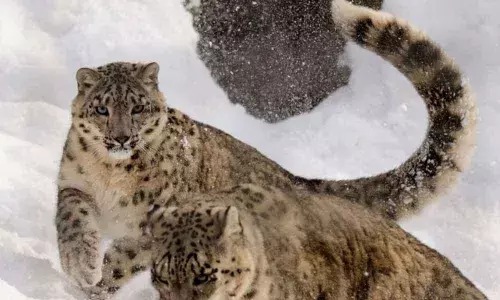 Representational Image