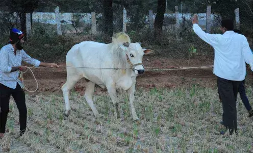 Training of Krishnudu by his mater Nune Srinivas