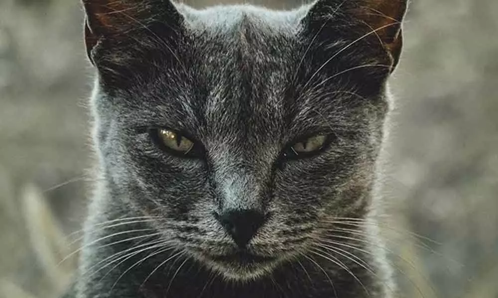 Scientists Have Created Questionnaire To Determine If A Cat Is A Psychopath