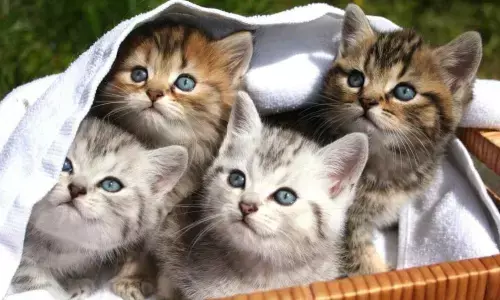 National Cat Herders Day