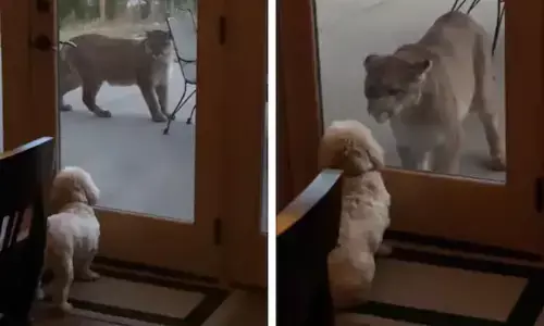 A woman recorded her pet dog peering down at a mountain lion on tape in the trending video that has gone popular on the internet.