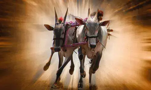 bullock cart race