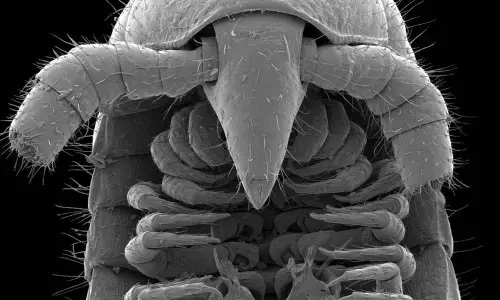 The world’s leggiest animal discovered