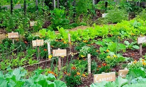 SDMC sets up ‘Nutrition Garden in 48 schools