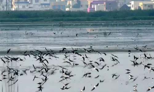 Chennai gets new ecopark at Pallikaranai marshland