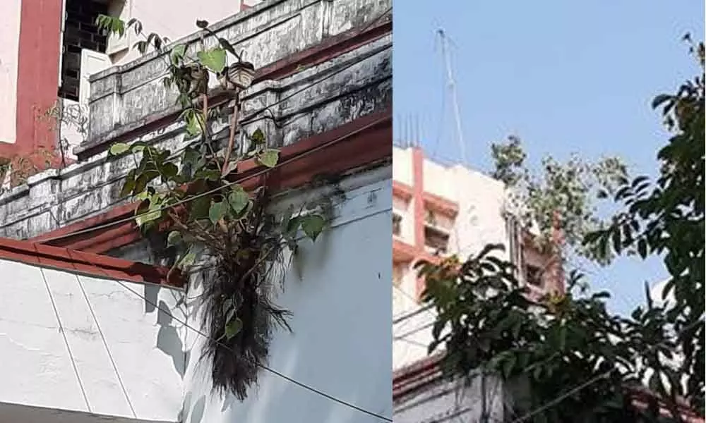 Nizamabad: Govt buildings at risk due to plant growth