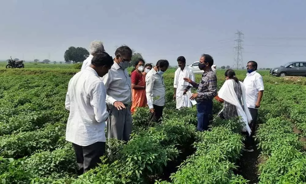 File photo of the officials of horticulture department inspecting crop damage due to pests in Palandu region of Guntur district