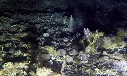 Stunningly Abundance Of Life Found Under The Antarctic Ice Sheet