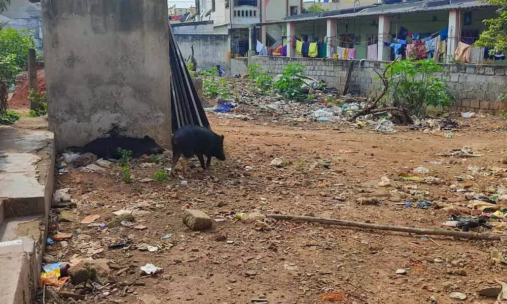 Pigs roaming in the locality
