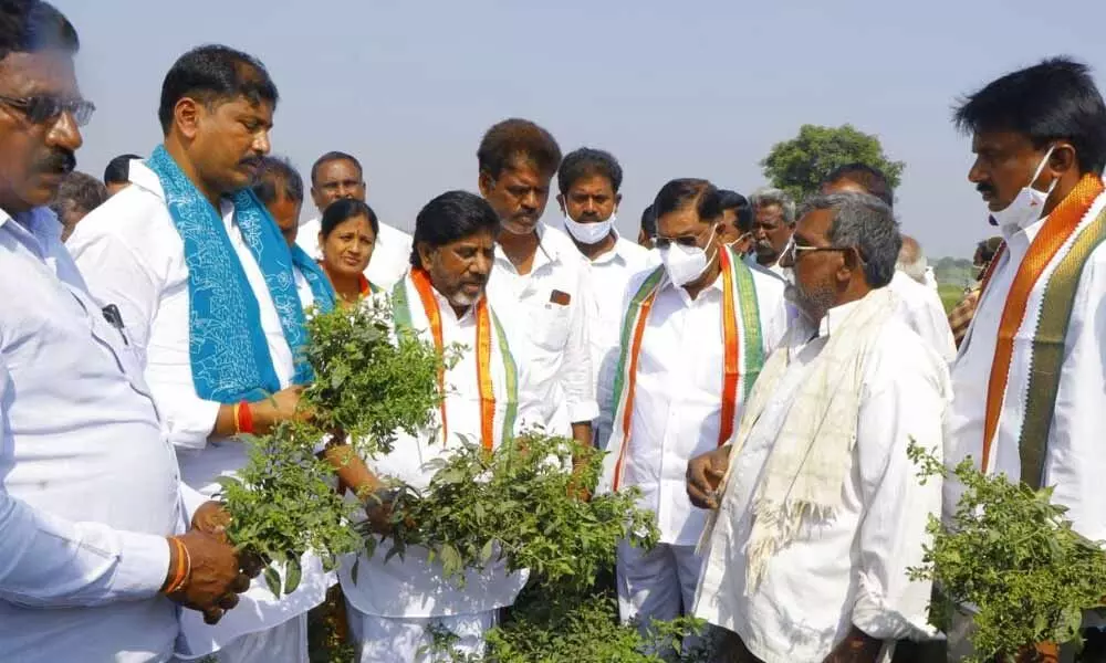 CLP leader Bhatti Vikramarkha inspecting the damaged chilli crops in Chintakani mandal in Khammam district on Thursday