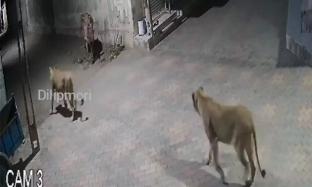 Watch The Trending Video Of A Bull Chases Away Two Lionesses