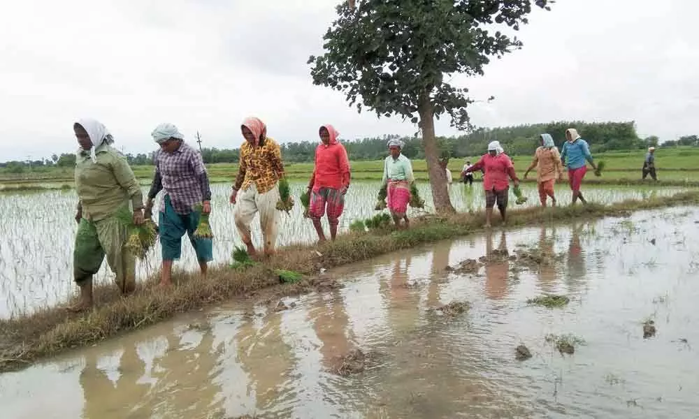 Farm workers prepare for paddy transplantation (File Pic)