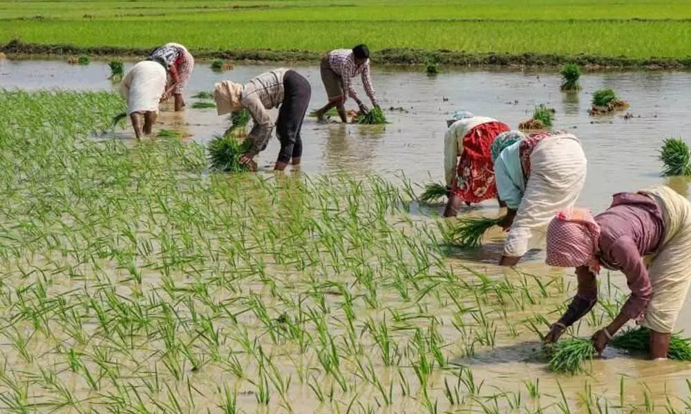 Disillusioned farmers stick to paddy sowing