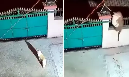 Watch The Trending Video Of A Leopard Grabbing A Pet Dog