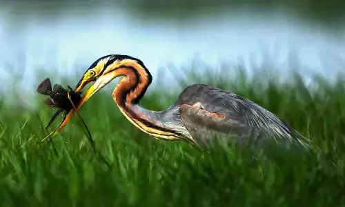 Madras HC, NGT turn saviours for water bodies, marshlands in TN