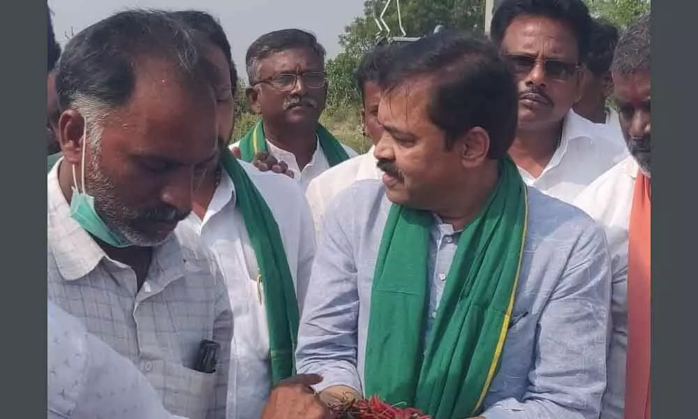 MP and Chillies Task Force Committee chairman GVL Narasimha Rao inspecting damaged chilli due to pest attack at Pillutla village on Sunday