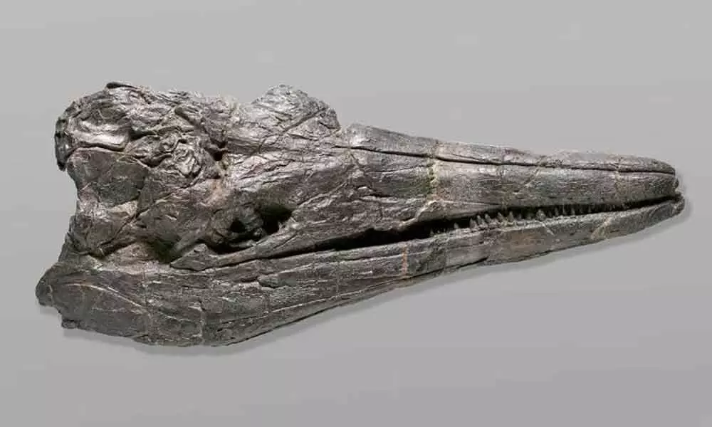 Study Reveals That Ichthyosaur Was A Dinosaurian Ocean Behemoth