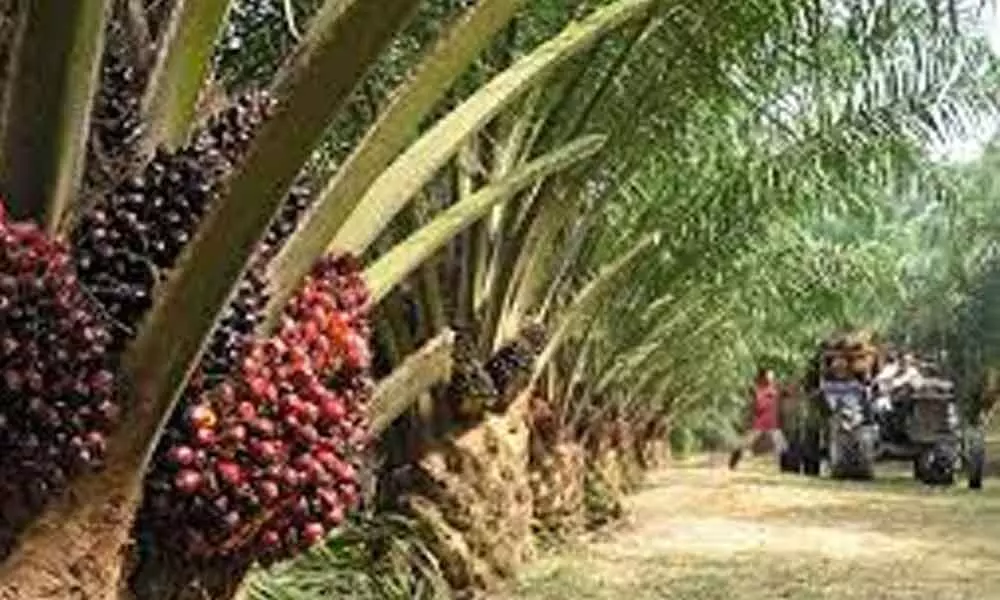 oil palm farming