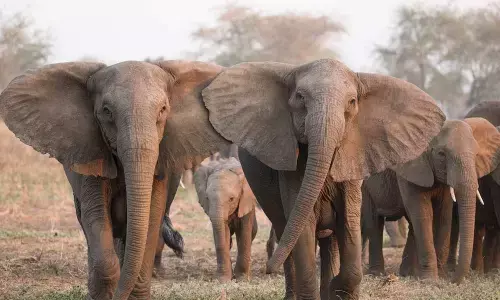 The 12 Most Interesting Animal Discoveries Anticipated In 2021