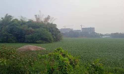 Safilguda Lake turns into mosquito breeding ground