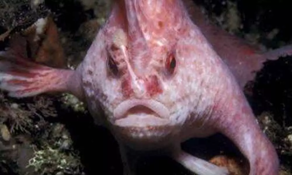 It was assumed that the pink handfish lives in shallow waters but this time it was found at the depth of 150 meters. (Source: CSIRO/Twitter)