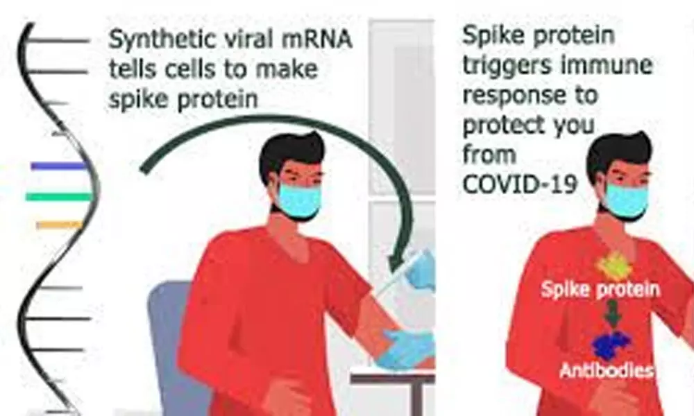 Why are mRNA vaccine effective against Covid?