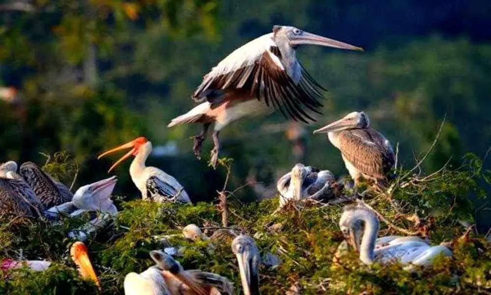 Migratory birds (file photo)