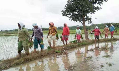 Warangal: Left in lurch by govt, farmers fall prey to millers exploitation