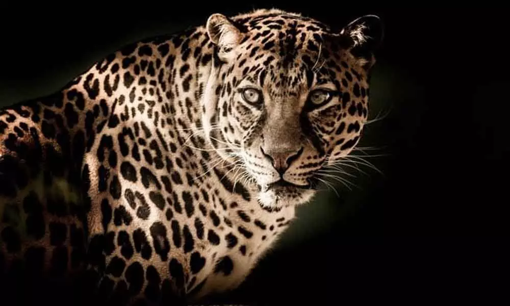 The Forest Department promised action to prevent the leopard from entering human habitats (File)