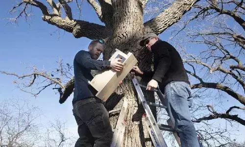 Watch The Trending Video Of A Flying Squirrel In A Decaying Oak Tree