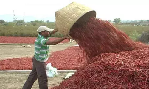 Chilli farmers