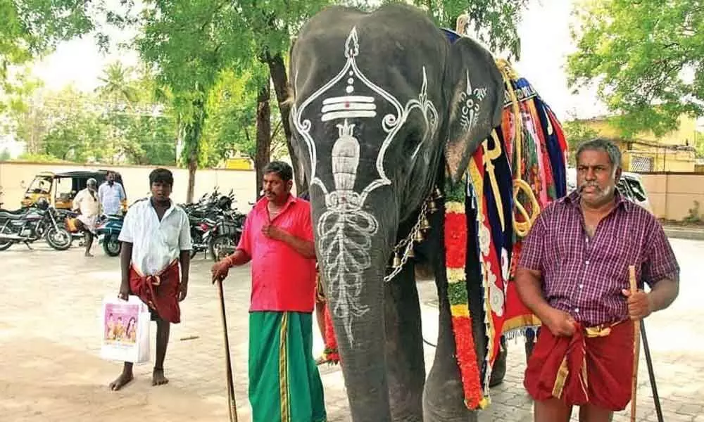 Seven-member team of experts to probe ill-treatment of temple jumbos in TN