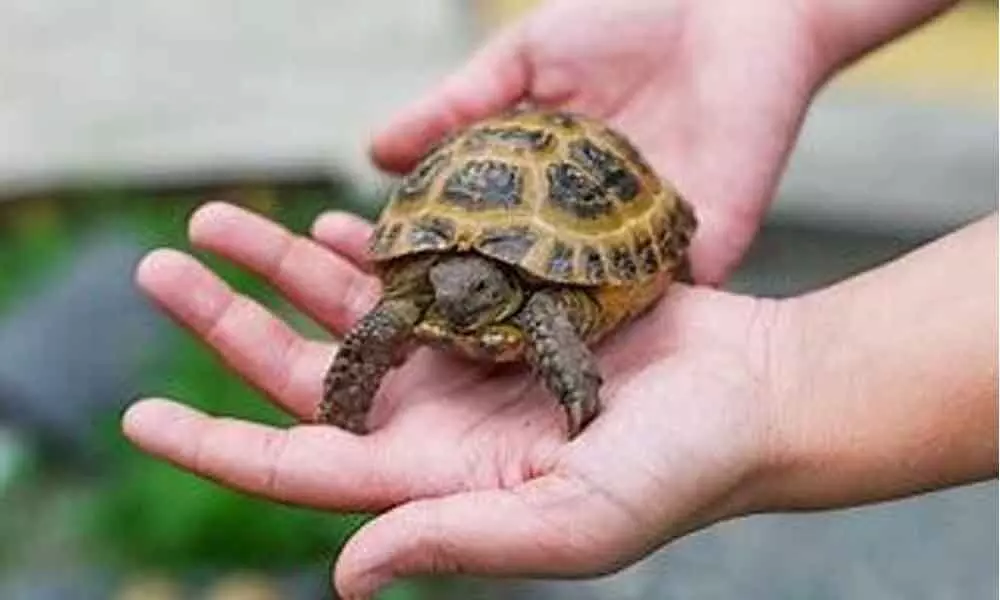 Tortoise Make a Good Pets, Know the Reason why?