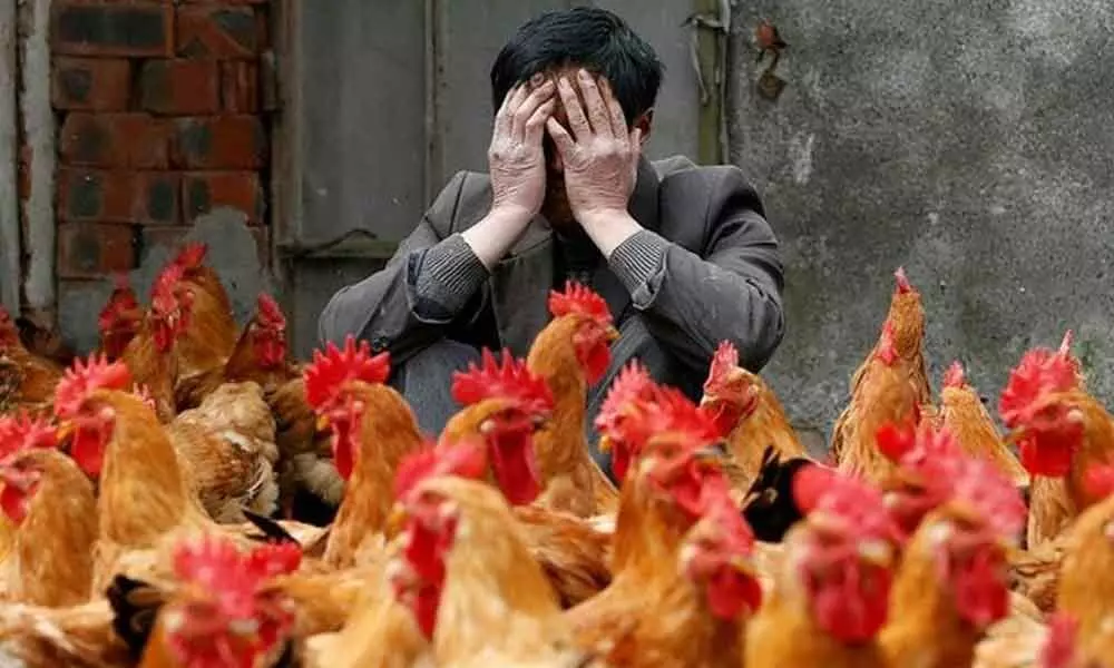 Bulgaria culls 39,000 chickens after bird flu outbreak