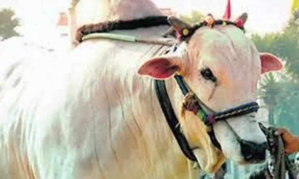 Animal Husbandry Department to promote native breeds of cattle