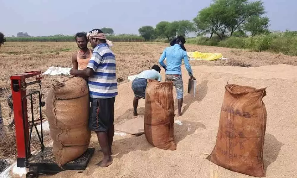 Farmers turn away from MSP, sell paddy in open market