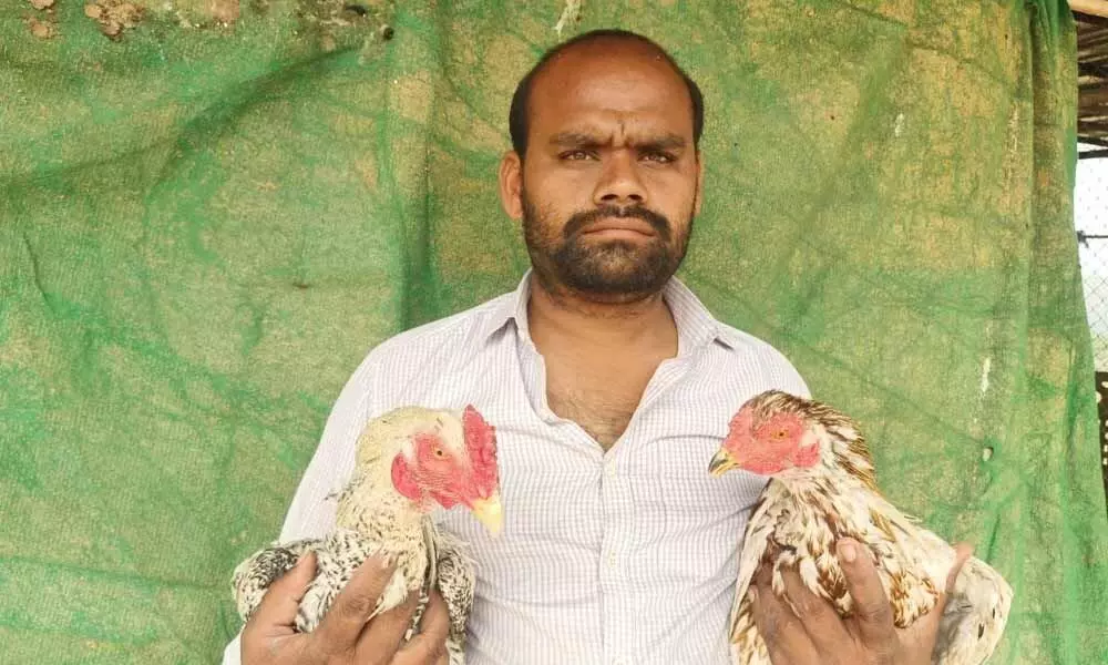 Farm owner Lokasani Nagireddy